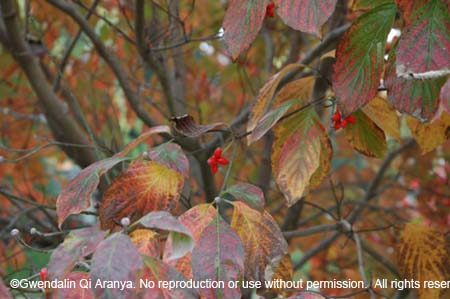 Red Berry October 2005