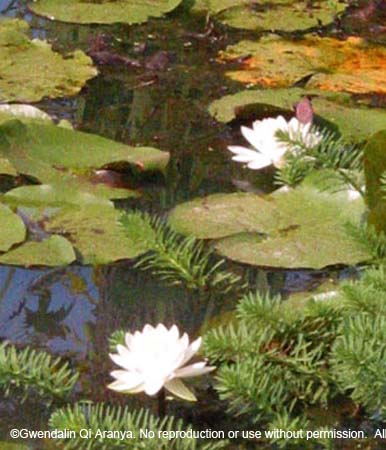 evergreen lotuses