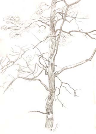 old tree drawing