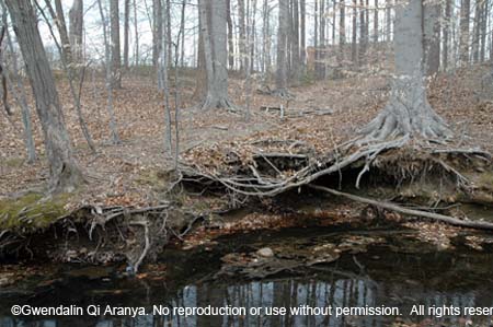 two trees creek