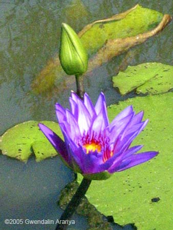 small purple lotus on green