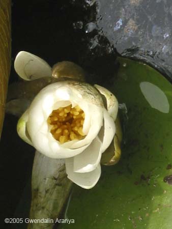 waterlilies 10