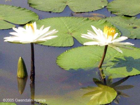 waterlilies 7