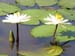 waterlilies 7